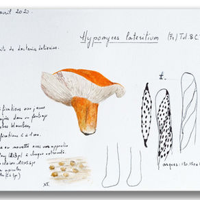 Hyphomyces lateritium