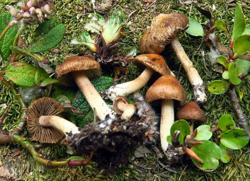 Inocybe microfastigiata