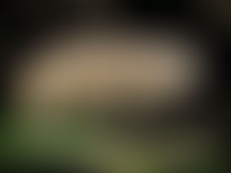 Scientists Find Indestructible New Species, Name it After Harry Potter Character