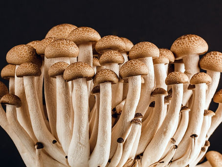 Scientists have managed to transform fungi into powerful computers