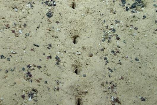 Unexplained 'Alien' Holes Found on Ocean Floor