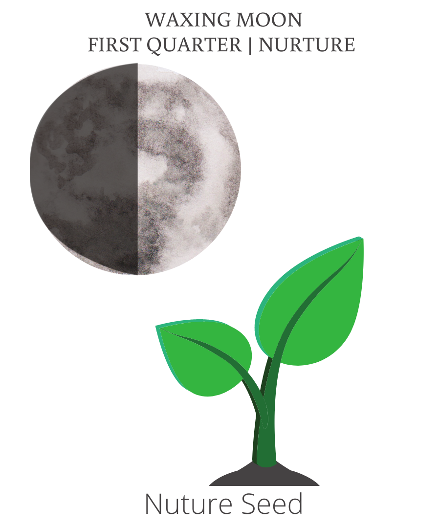 Waxing first quarter moon nurture seeds of intention