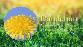 Dandelion – A Flower of Many Names                                   & Healthy in All the Ways