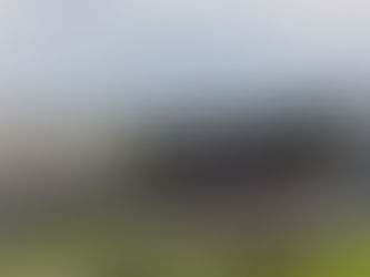 Rennpferde auf der Galopprennbahn in Hamburg-Horn