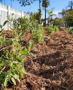 Drought Tolerance Landscaping