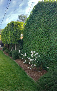Hedge Trimmers in LA County