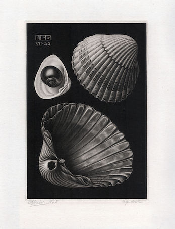 362 shells.jpg