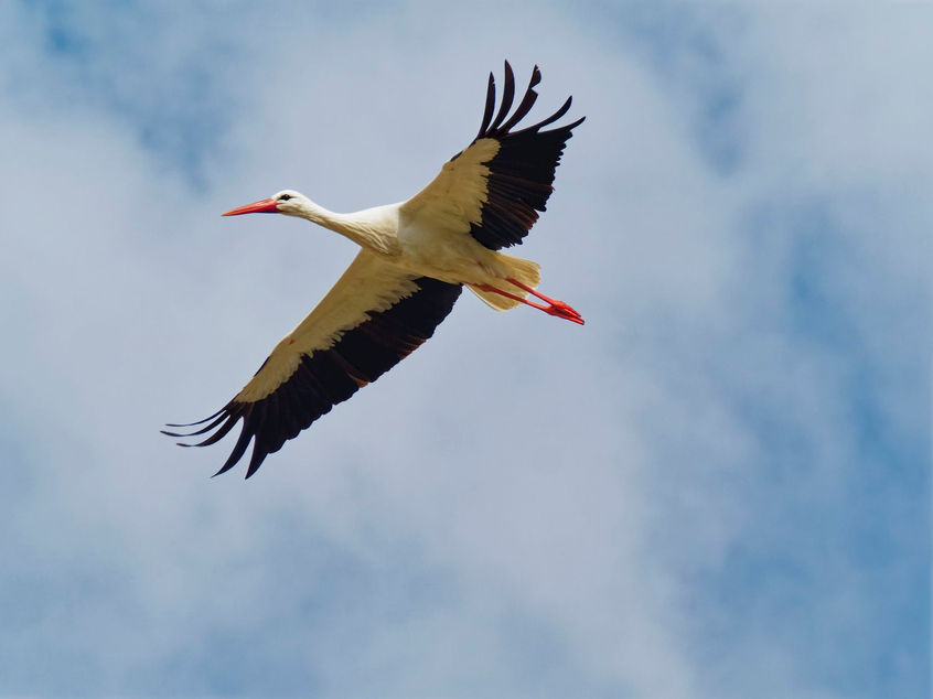 White Stork