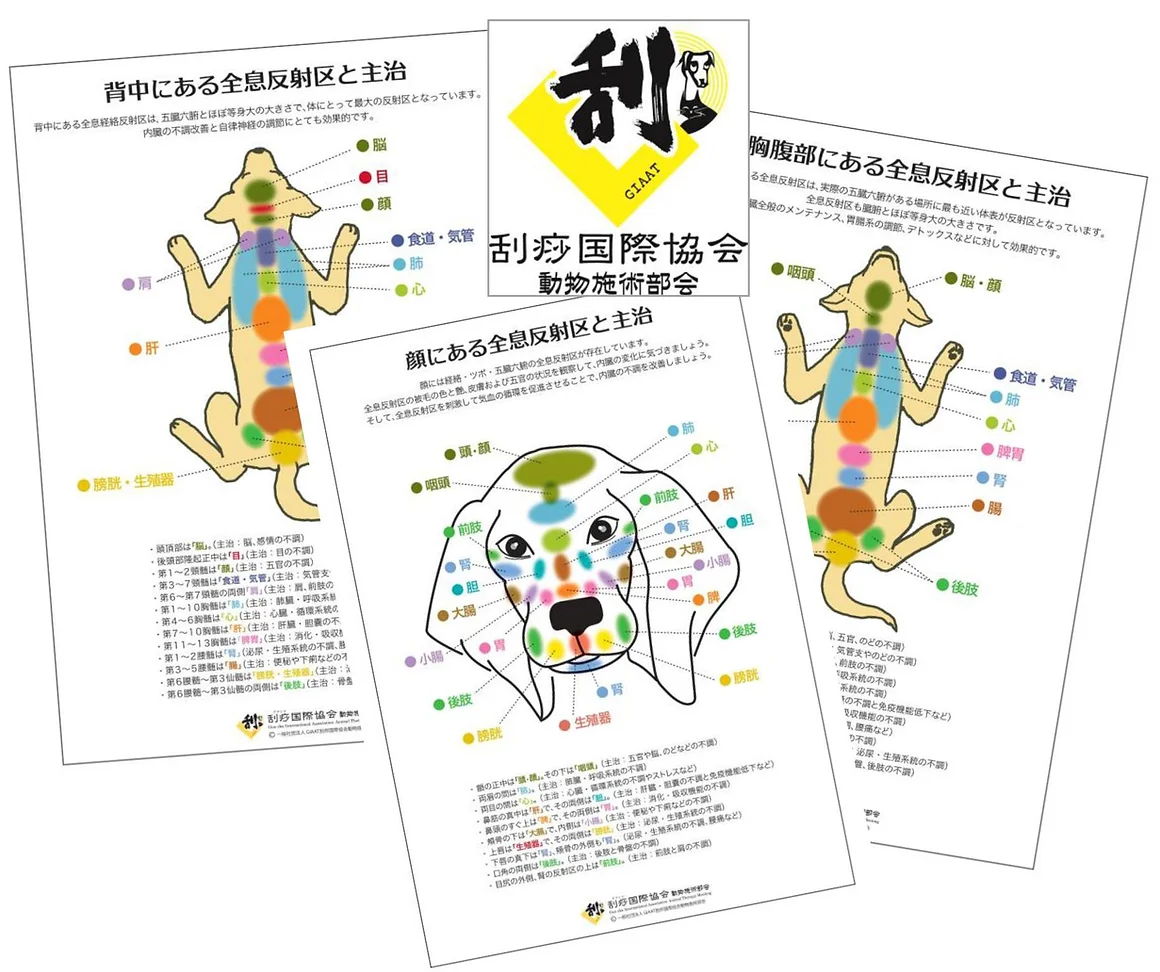 Giaat グアシャ国際協会 動物施術部会 動物反射区とは Giaat グアシャ国際協会 動物施術部会 動物反射区とは