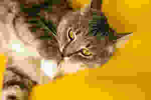 『猫の泌尿器系疾患と食事の相関』&『猫の手作り食と栄養学の実際』~臨床から導いた猫の健康食~