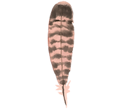 plume 7