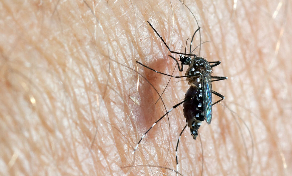 Aedes-aegypti2_B.jpg