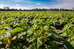 pepper field in sunlight