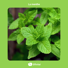 Une pharmacie dans votre jardin : la menthe