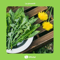 Une pharmacie dans votre jardin : le pissenlit