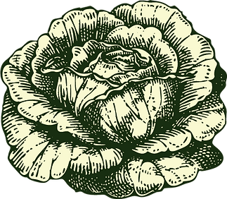 Vegetables LogoAsset 4Ag Cabbage.png