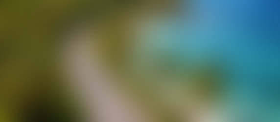 A scenic, winding road lined with lush palm trees along the coast of Antigua.