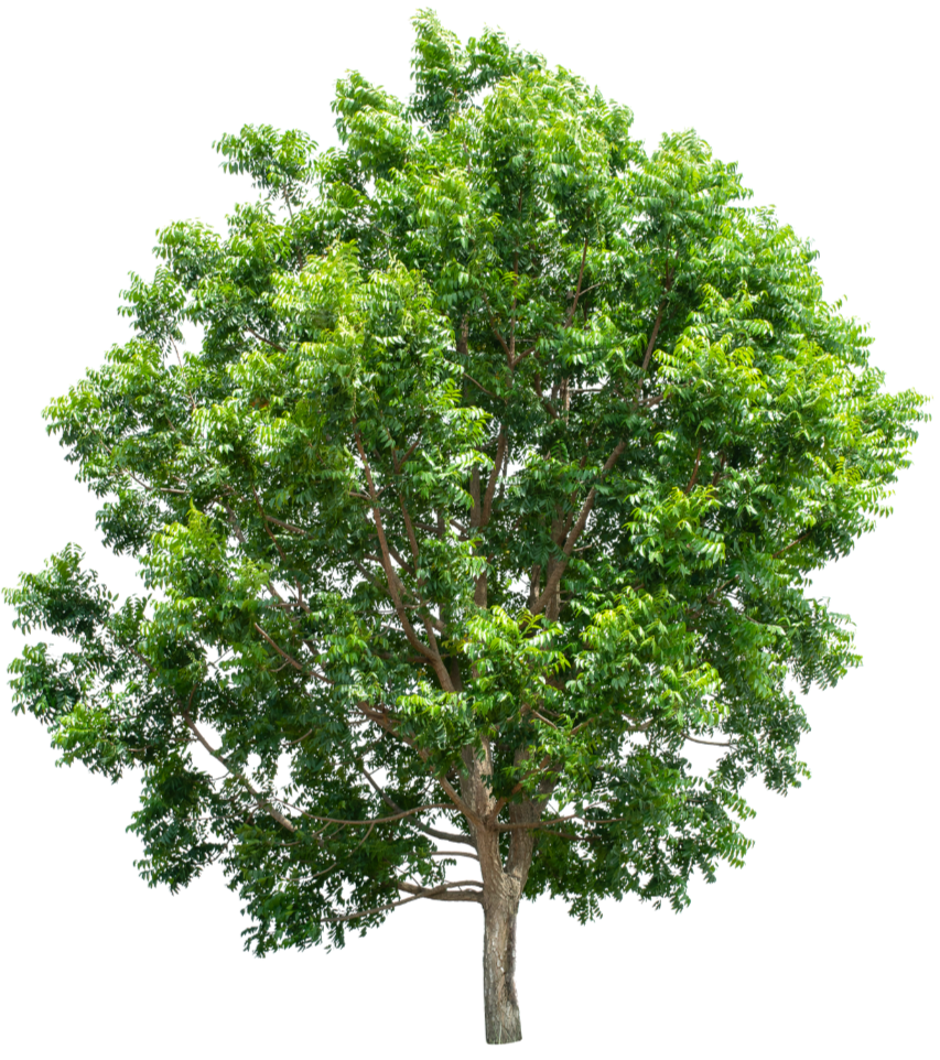 Tree_edited.png