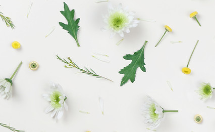 Chamomile