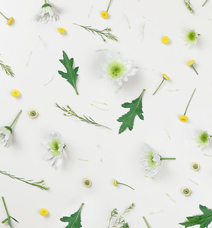 Chamomile