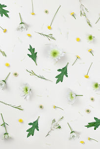 Chamomile