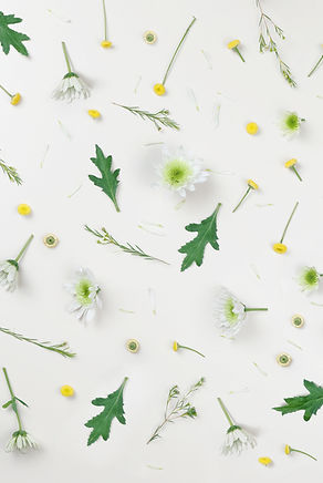 Chamomile