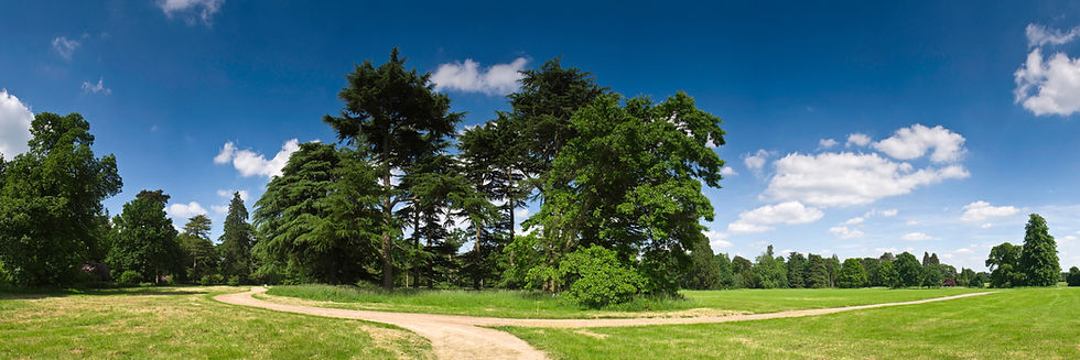 trees Ogya Fie bg-image2.jpeg