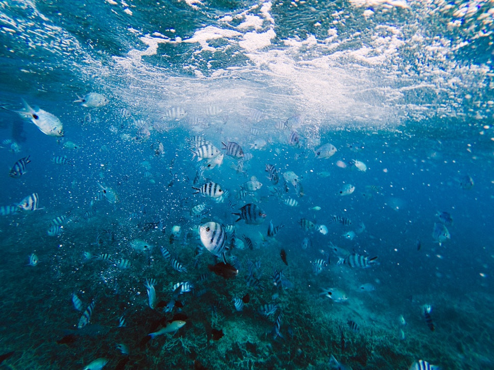 wild fish
