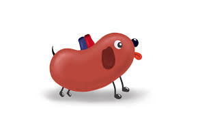KIDNEY DISEASE IN DOGS