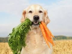 10 Best People Foods to Share With Your Beloved Pet