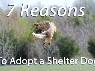 ADOPT, DON'T SHOP!