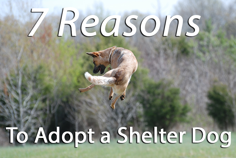 shelter.png