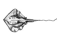 Stingray Sketch