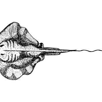 Stingray Sketch
