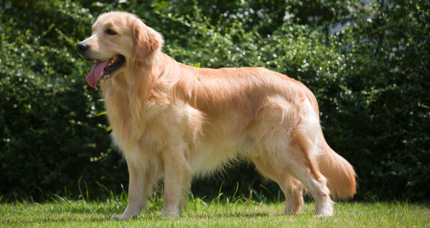 Golden Retriever (imagem ilustrativa da internet)