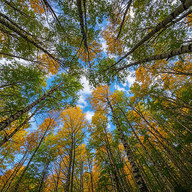 freepik_a-lowangle-shot-looks-up-_2821703742_optimized.jpeg