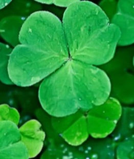 Happy St. Patrick's Day