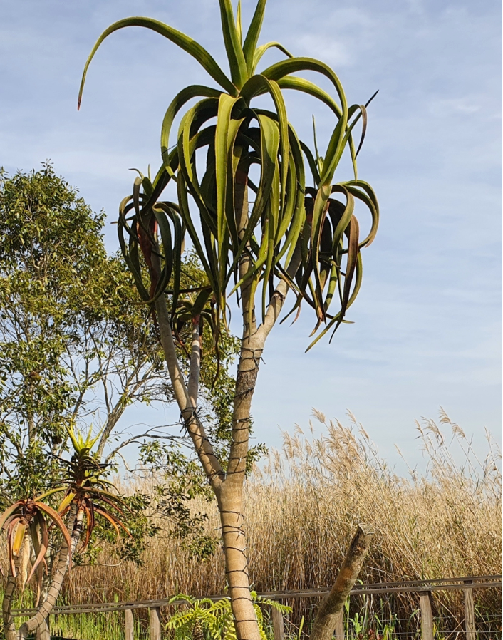 Eastern Tree Aloe