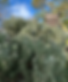 Conebushes