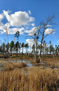 Edge of a wetland with plenty of emergent vegetation (tan, dry maidencane). A row of tall pines line the far shore of the wetland, below a blue sky with scattered fluffy white clouds.