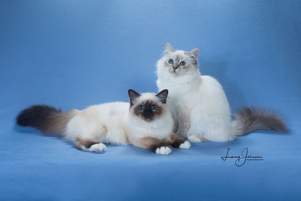 Click to View Full Size