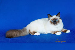 Click to View Full Size