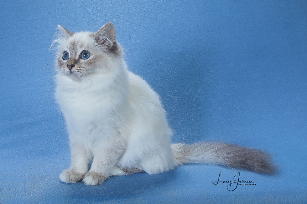 Click to View Full Size