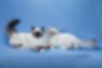 Click to View Full Size