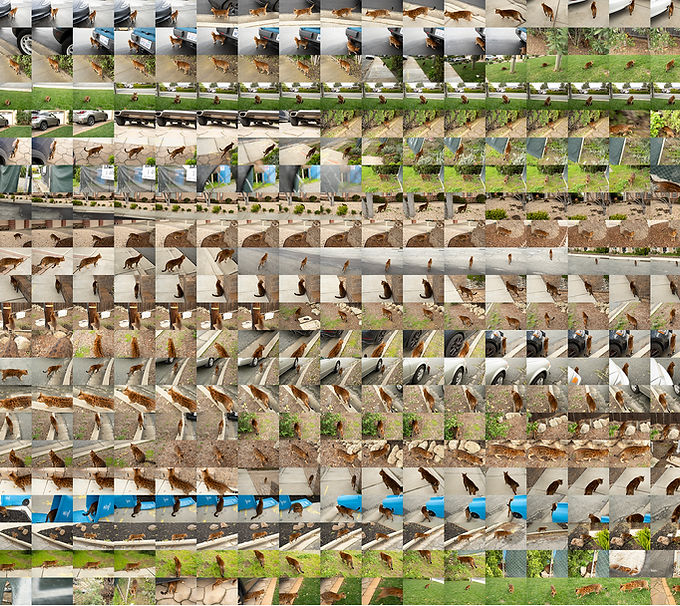 IrisFu726photosofmycat - Iris Fu.jpg