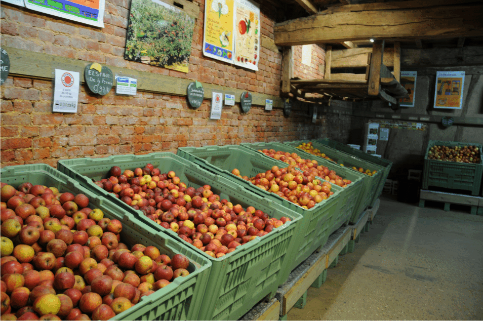 LES POMMES DU VERGER