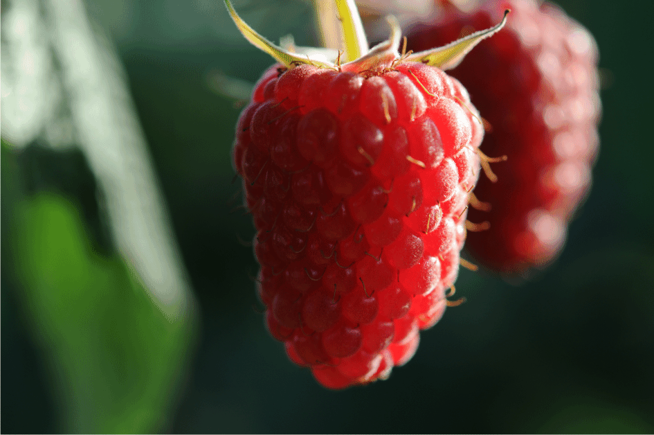 FRAMBOISE