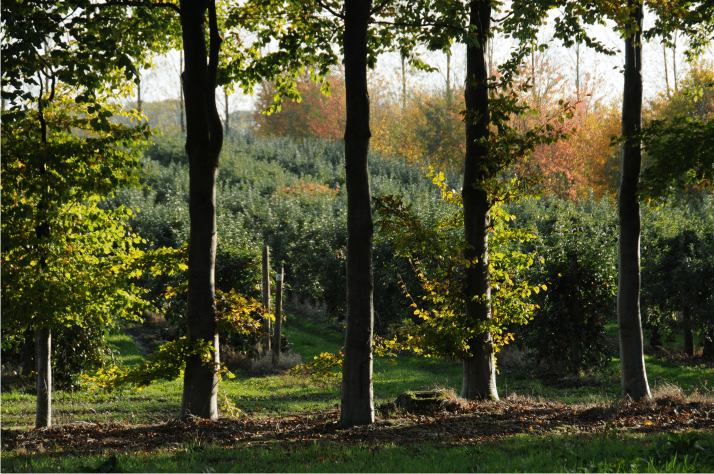L'arboriculture