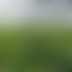 Nourrir le sol: fertilisation organique sous tunnels à la ferme des authieux