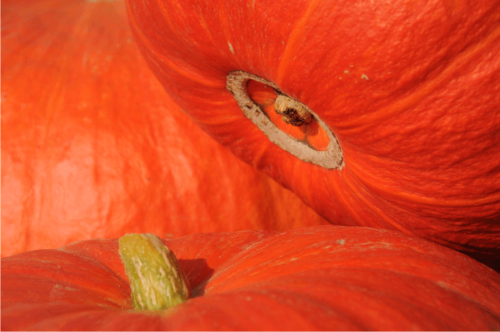 OCTOBRE au marché et à la cueillette